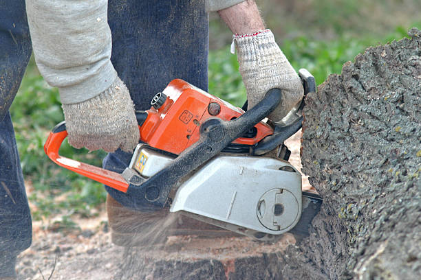 How Our Tree Care Process Works  in  Woods Hole, MA