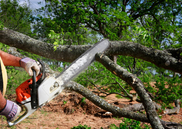 Tree and Shrub Care in Woods Hole, MA